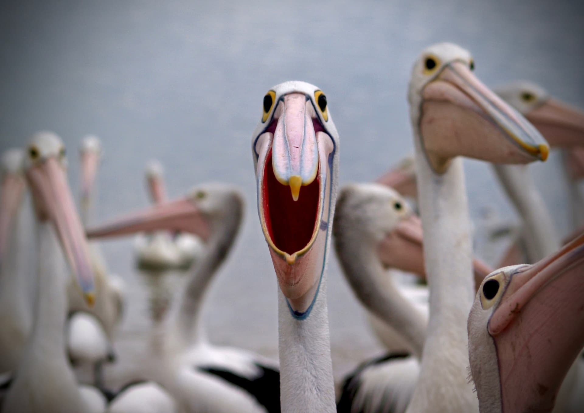 WOW Wilderness - EcoCruise - image 5